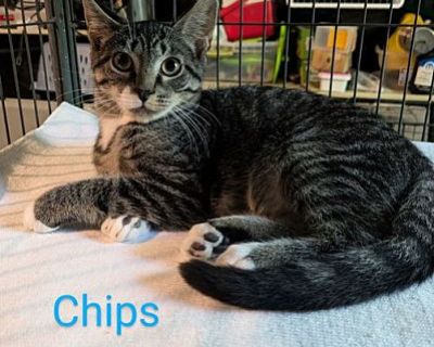 Chips - Domestic Shorthair Male Cat for Adoption