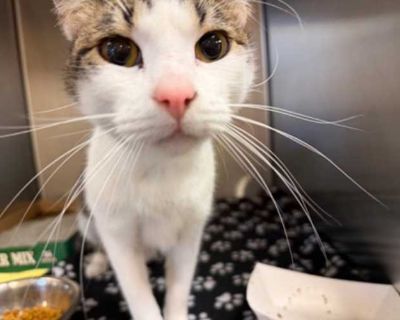 Prince - Domestic Shorthair Male Cat for Adoption