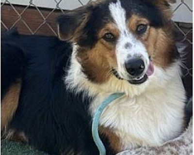 Apple Cider - Australian Shepherd/Bernese Mountain Dog Mix Male Dog for Adoption