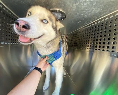 AJAX - Siberian Husky Male Dog for Adoption