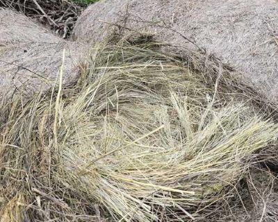 2024 prairie hay for sale. 12 bales left