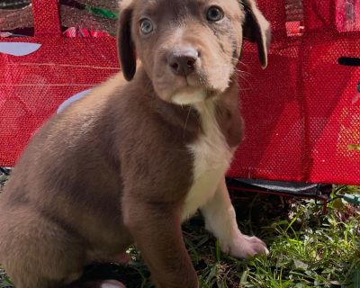 You can fill out an adoption application online on our official website. {s1550code1114/} {s1550code1111/} {s1550code1113/}. Puppy Male Medium