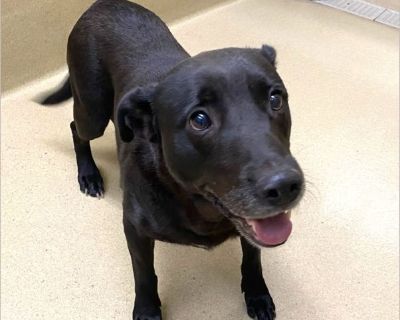 Queen - Female Puppy Lab mix for Adoption