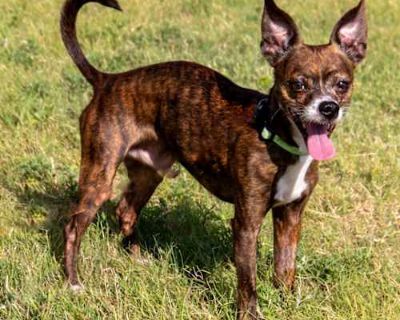 Rex - Chihuahua/Mixed Breed (Small) Mix Male Dog for Adoption