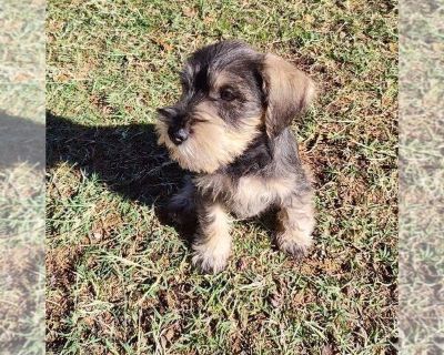 MINI SCHNAUZER - Schnauzer (Miniature) Male Puppy for Sale