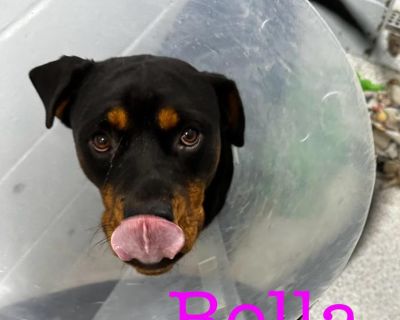 Bella - Rottweiler Female Dog for Adoption