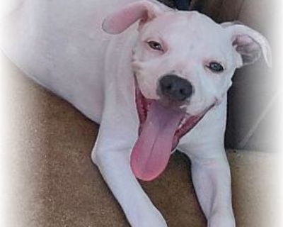 QUATRO - American Staffordshire Terrier/Dogo Argentino Mix Male Puppy for Adoption