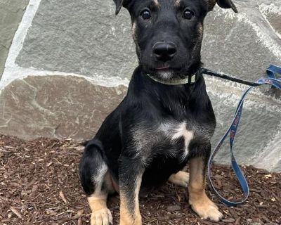 Wunder - German Shepherd Dog & Rottweiler Mix Female Puppy for Adoption