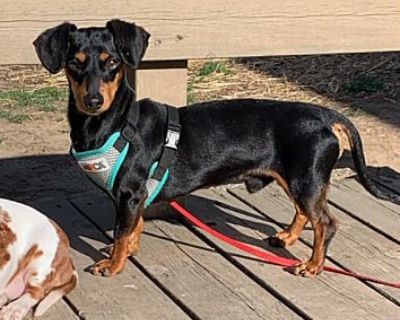 Leo DiCaprio - Dachshund/Chihuahua Mix Male Dog for Adoption