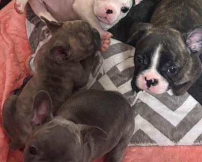 2 Male and 3 Female French Bulldog Puppies for Sale