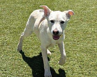 Ghost - Australian Cattle Dog/Shepherd (Unknown Type) Mix Male Dog for Adoption