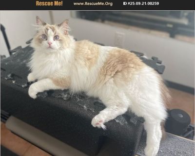 Tiny, a beautiful 5 year old male bi-color ragdoll, is a loving, obsessive, friendly boy. This is an incredibly difficult decision for our family, but we've exhausted all options. Tiny has always desired to be an outdoor cat and takes every opportunity to escape. We leash trained him, but even after an hour on walks, he would quickly want to go back out again. It was frustrating for both him an...