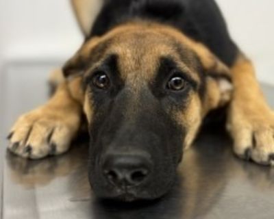 Maggie - Shepherd Mix Female Puppy for Adoption