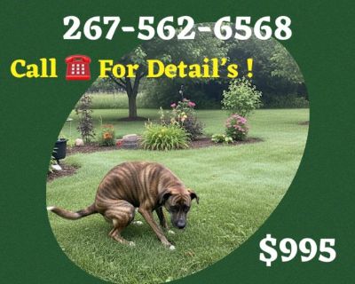 🐶 $995 Dog Obedience Training – No Food, No Shock – Fairfax & Northern Virginia