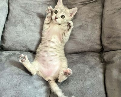 Peter - Domestic Short Hair Male Cat for Adoption