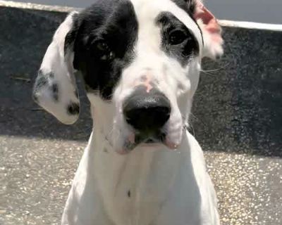 Freckles - German Shorthaired Pointer Male Dog for Adoption
