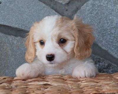 Molly - 7 Weeks Female Cavachon Puppy for Sale