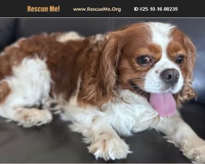 Rudy is a great guy. Just 4years old. Very affectionate.