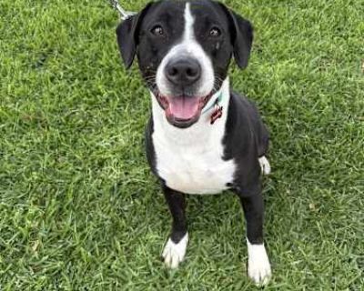 Maggie - American Staffordshire Terrier/American Pit Bull Terrier Mix Female Dog for Adoption