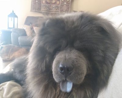 Champion Bloodline Chow Chow Puppies