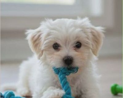 Meet Bubbles - the tiny girl with the happiest little heart! Estimated DOB: 9/21/2025 If you're looking for a pint-sized sweetheart who brings sunshine wherever she goes, Bubbles is your girl! This adorable Morkie (Maltese/Yorkie mix) is full of sparkle - just like her name. Bubbles is playful, curious, and always ready to bounce her way into your lap. She has that classic Morkie charm: a gentl...