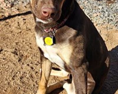 Arwen - German Pinscher/Belgian Malinois Mix Female Puppy for Adoption