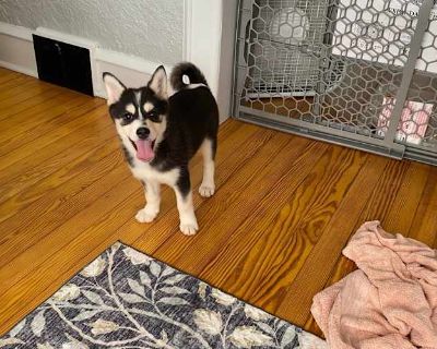 Coco - Pomsky Female Puppy for Adoption