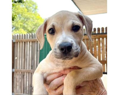 Mattie - Mixed Breed (Medium) Female Puppy for Adoption