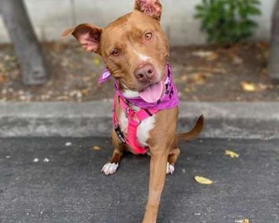 Chocolata - American Pit Bull Terrier/American Staffordshire Terrier Mix Female Dog for Adoption