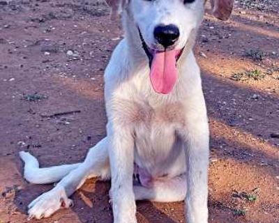 Oden - Labrador Retriever/Shepherd (Unknown Type) Mix Male Puppy for Adoption