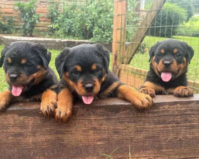 3 Male and 3 Female Rottweiler Puppies for Sale