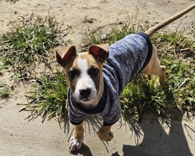 This is JayJay. He is approimately 3 months old and will most likely grow to be a medium sized adult dog. He was found abandoned in a pine forest covered in fleas and emaciated. He would not have made it out of that forest had it not been for the kind man who found him. JayJay was taken to the vet for his vaccinations and checkup, and went home with his rescuer where he has been able to recuper...