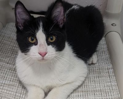 Archie - Domestic Short Hair Mix Male Cat for Adoption