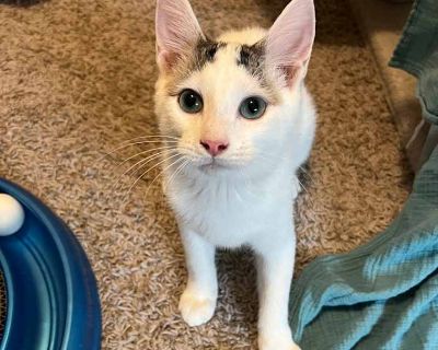 Child. White. Say hello to Frodo, a sweet young boy with the most adorable markings white with soft gray tabby spots on his head and tail!