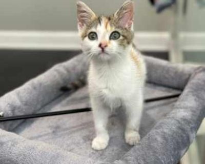 Meep and Melissa are both super sweet. Melissa is shy at first but once she feels comfortable she is constantly purring and rubbing at your leg for attention. They play well together and we even find them snuggling at times. `We really enjoyed fostering them and they will both be a great addition to someone s family.` - Their Foster Family Meep and Melissa are bonded!. Breed Domestic Shorthair ...