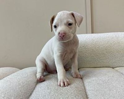 Grego - Mixed Breed (Medium) Male Puppy for Adoption