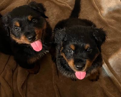 Rottweiler puppies