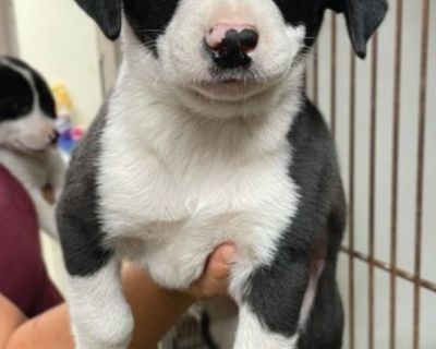 Simon - Labrador Retriever Mix Male Puppy for Adoption