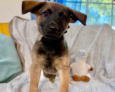 This cutie is Barnaby Nina. He is currently 2 1/2 months old and weighs approximately 7 pounds. We think they may be a German Shepherd / Labrador Retriever mix*, but with rescue its a guess! What matters most is that they are adorable and are one the MOST desperate in the entire US based on statistics for where this puppy is from. Shelters in this area are having to euthanize puppies. So, this ...