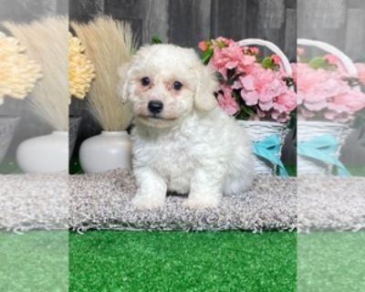 9 Weeks Old * Size at Maturity: Small * Show Potential: Yes * Availability Date: 11/08/2025 * Shipping Area: Nationwide * Payment Method: Credit Cards, Cash *. A very adorable and snow-white little pup! He is up to date with vaccinations and deworming. Microchipped and ready now for her new home. Items Included: Current vaccinations, veterinarian examination, health certificate, puppy food