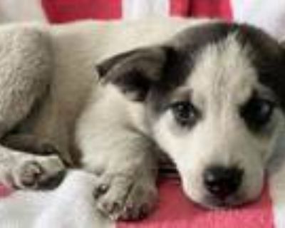 Adopt A5555632 a Siberian Husky