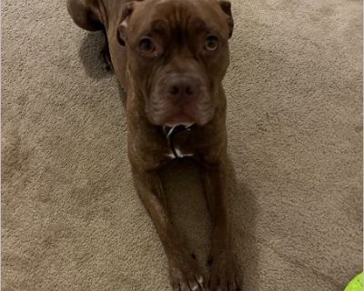 Hustle - Male Puppy Pit Bull mix for Adoption