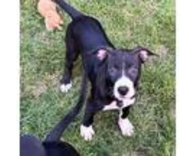 Adopt Checkers 0323 a Black Labrador Retriever, Terrier