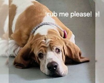 Adult * Location Deepwater, NJ, 08340 USA USA *. Dog Breed: Basset Hound. 7 years old. Thank you for your interest in adopting a rescued Basset Hound! We ask all potential adopters to complete our application and approval process first so we can discuss the dogs that fit your home. We usually have 25 - 35 dogs available and the ages range from less than year old to ten plus years old. Once we r...