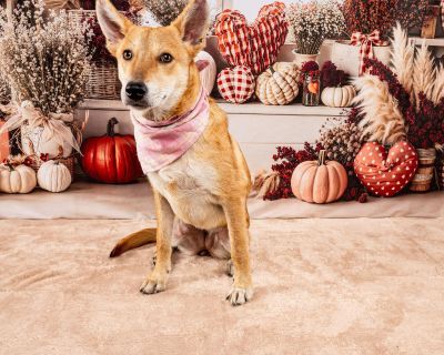 Honey - Fox Terrier Mix Female Dog for Adoption