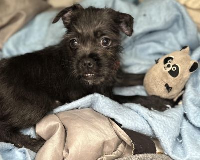 Cricket - Pug & Yorkshire Terrier Mix Male Dog for Adoption