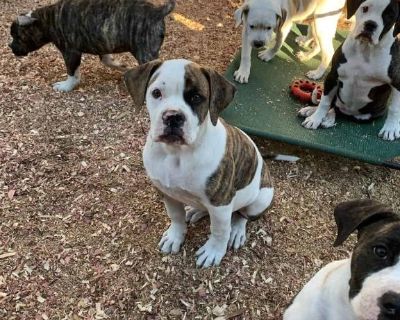 Female NKC American Bulldog Puppies; Johnson Bloodlines; Loving, Loyal, and Protective