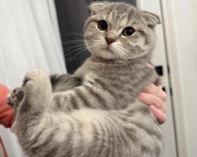 Household pet. Not registered. kitty comes healthy. train food and litter