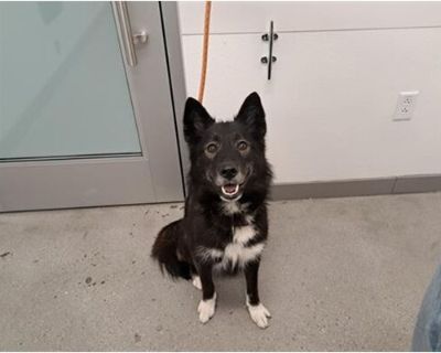 HARLEY - Border Collie Female Dog for Adoption