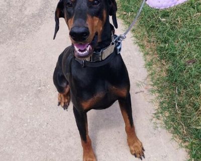 ADONIS - Doberman Pinscher Male Dog for Adoption